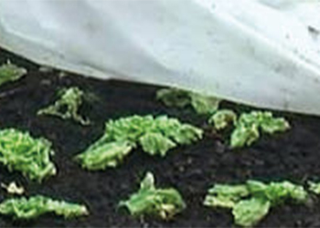 Conseils de Muratien : Attention aux dernières gelées !