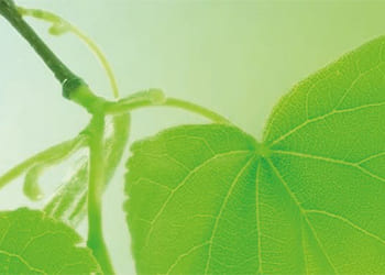 La gestion de l’environnement chez Murata