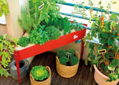 Conseil de Muratiens : jardinage sur terrasse