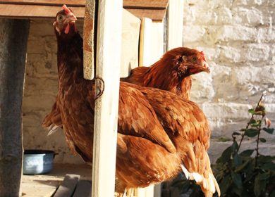 Conseil de Muratiens : ça cocotte dur